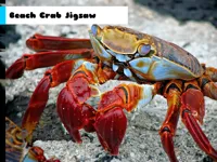 Beach Crab Jigsaw image