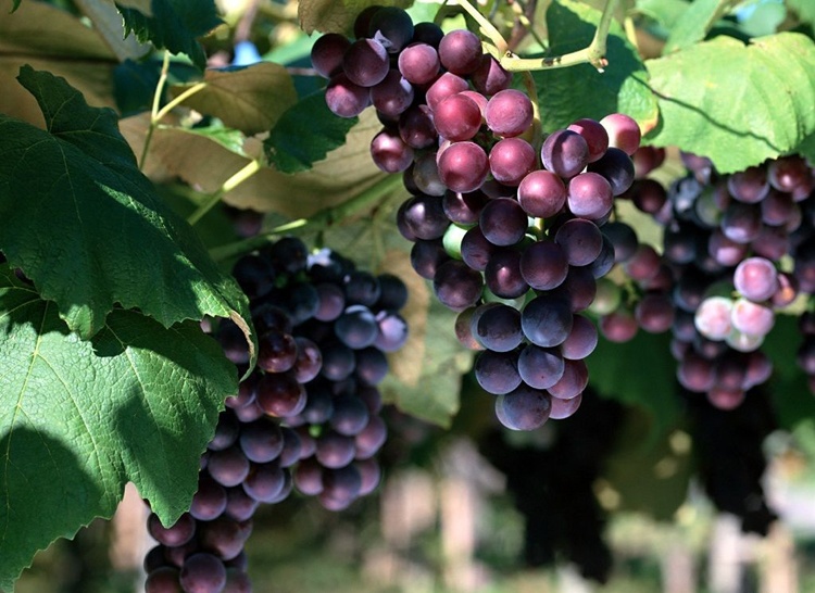 2012年欧洲葡萄严重歉收 欧盟酒或涨价