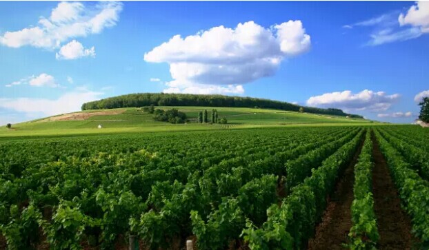 勃艮第：世界上最贵的葡萄园已连续18年价格上涨