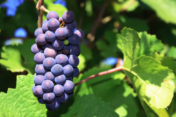 黑皮诺葡萄酒的四种经典风格，总有一种是你的菜